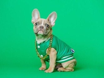 Analyse PESTEL du marché de l'animalerie