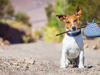 Création d'entreprise : l'exemple d'une pension canine