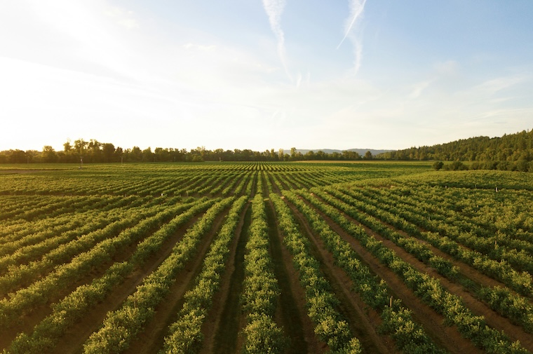 Plus de documents Pimido au sujet de Agriculture biologique